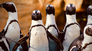 Penguins